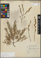 Foto von Salix repens subsp. incubacea (L.) A. Neumann
